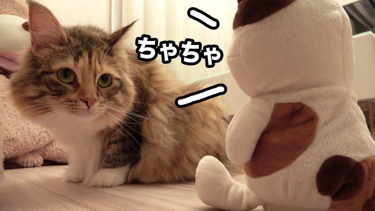 猫と喋るぬいぐるみ 動物 犬 猫 他色々 まとめ動画