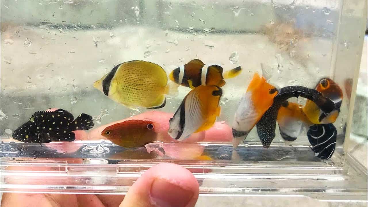 冬には死んでしまう季節限定の美しい熱帯魚達を捕まえる方法 動物 犬 猫 他色々 まとめ動画 冬には死んでしまう季節限定の美しい熱帯魚達を捕まえる方法 動物 犬 猫 他色々 まとめ動画