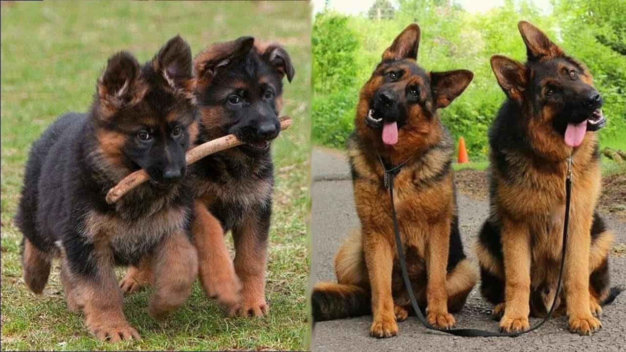 かわいいジャーマンシェパード犬の超おもしろいハプニング 動画集 動物 犬 猫 他色々 まとめ動画