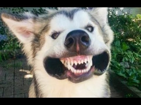 絶対に笑う あり得ないことをする犬 おもしろい犬のハプニング 失敗画像集 3 動物 犬 猫 他色々 まとめ動画 絶対に笑う あり得ないことをする犬 おもしろい犬のハプニング 失敗画像集 3 動物 犬 猫 他色々 まとめ動画