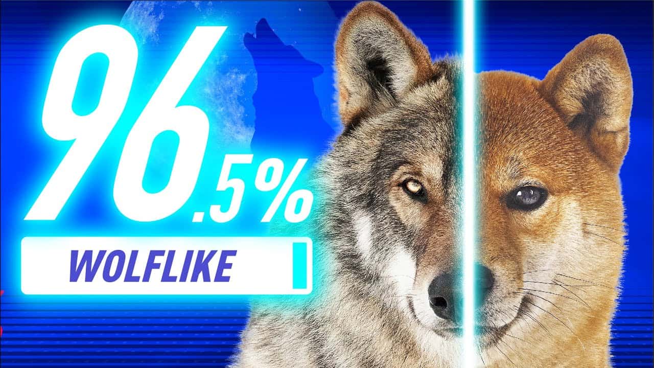 Dna解析で判明 狼に近い犬種ランキング 動物 犬 猫 他色々 まとめ動画