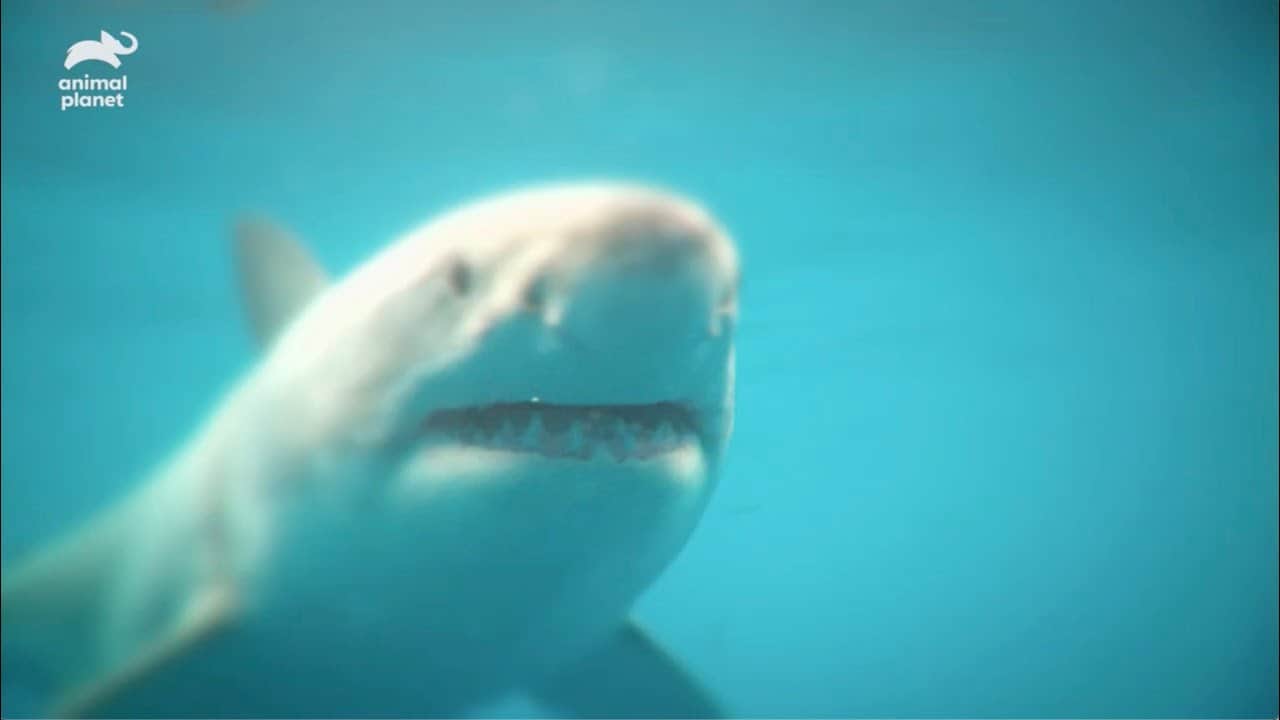 絶対絶命 海面が血の海 サメに喰われて生死を彷徨った男性 私はこうして襲われたs1 サメ 動物 犬 猫 他色々 まとめ動画