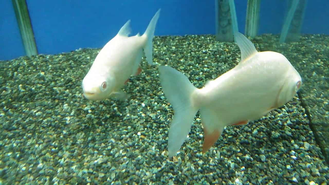 熱帯魚動画図鑑 アルビノコロソマ 動物 犬 猫 他色々 まとめ動画