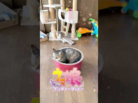 ルンバ大好き猫 Shorts 猫おもしろ動画 猫癒し動画 猫おもしろ動画集 面白動画 動物 犬 猫 他色々 まとめ動画 ルンバ大好き猫 Shorts 猫おもしろ動画 猫癒し動画 猫おもしろ動画集 面白動画 動物 犬 猫 他色々 まとめ動画