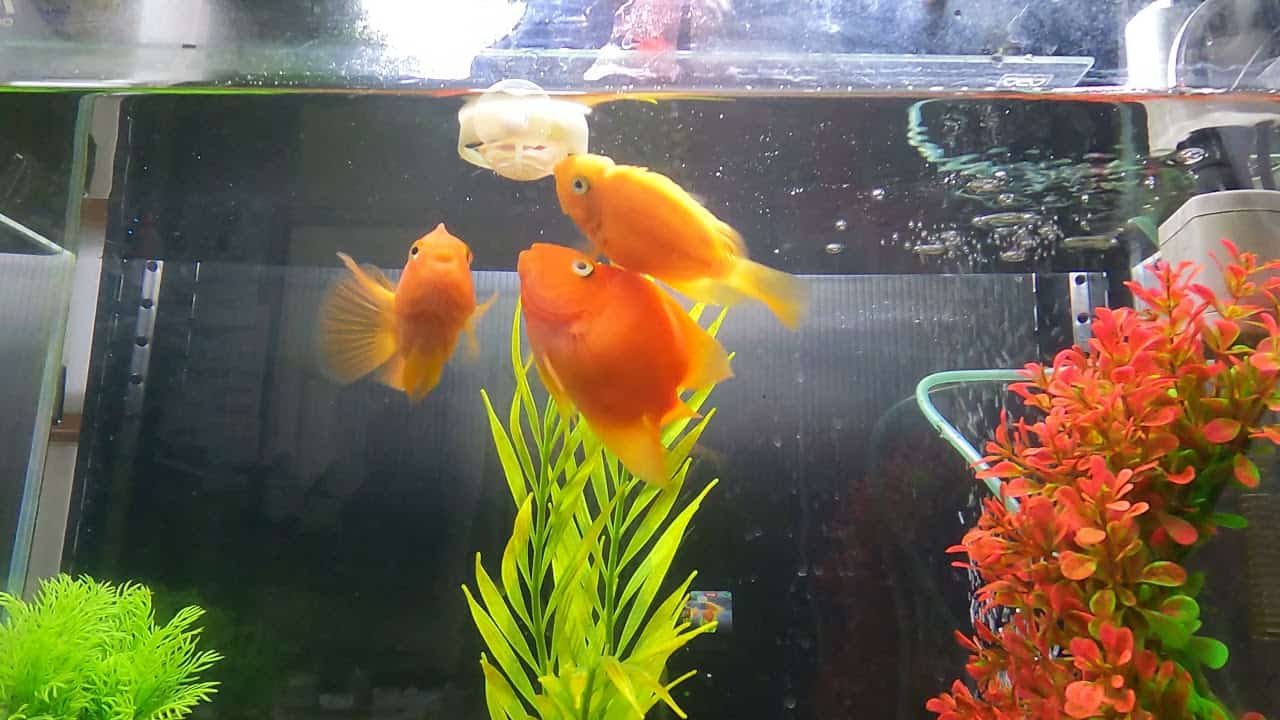 熱帯魚 久々の赤虫 パロットファイヤー 動物 犬 猫 他色々 まとめ動画