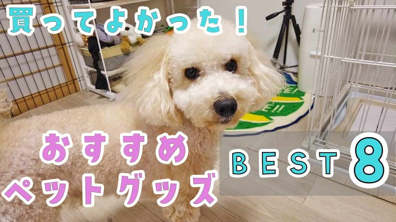 犬 グッズ 愛犬に買ってよかったおすすめペットグッズを紹介します 大きいトイプードル 動物 犬 猫 他色々 まとめ動画