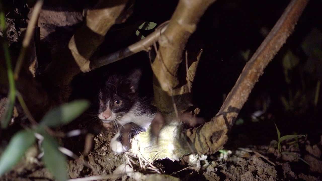 深夜に子猫の鳴き声が聞こえて探しに行ったら危険な生き物に出会った 死ぬところだった 野良子猫を保護 動物 犬 猫 他色々 まとめ動画