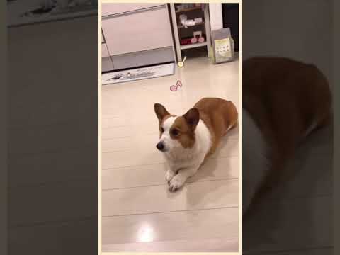 おしりふりふり Shorts コーギー 犬 かわいい 動物 犬 猫 他色々 まとめ動画