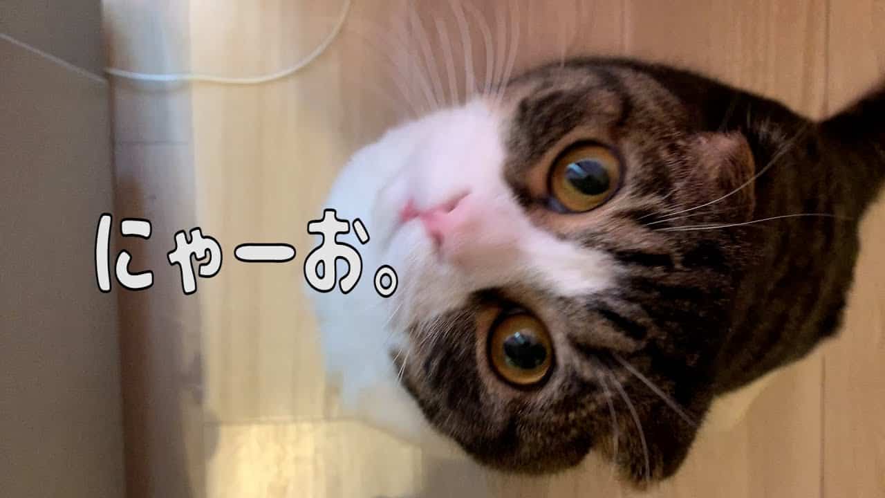 親子猫 かわいいね を連呼するとめっちゃ図に乗ってくる猫がおもしろすぎる スコティッシュフォールド 動物 犬 猫 他色々 まとめ動画