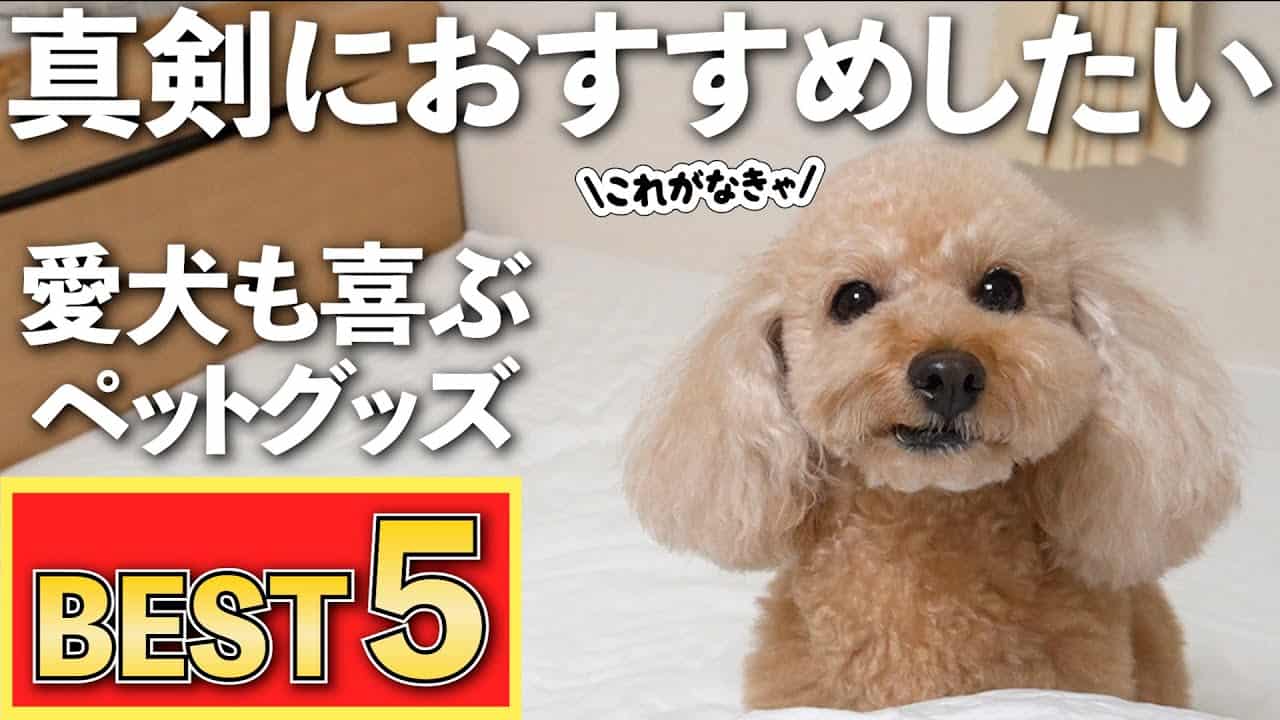 お世話が楽になる 買って良かった犬グッズtop5 失敗したペット用品もありました 大きいトイプードル アラジン グラファイト グリラー 動物 犬 猫 他色々 まとめ動画