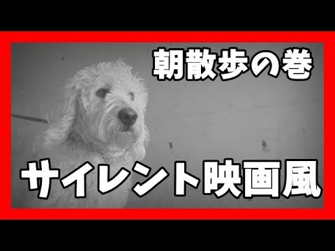 犬 かわいい 映画 感動 ラブラドゥードルをサイレント映画風にした結果 Dog Labradoodle 動物 犬 猫 他色々 まとめ動画