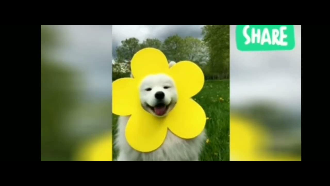 犬猫可愛いおもしろ1 動物 犬 猫 他色々 まとめ動画