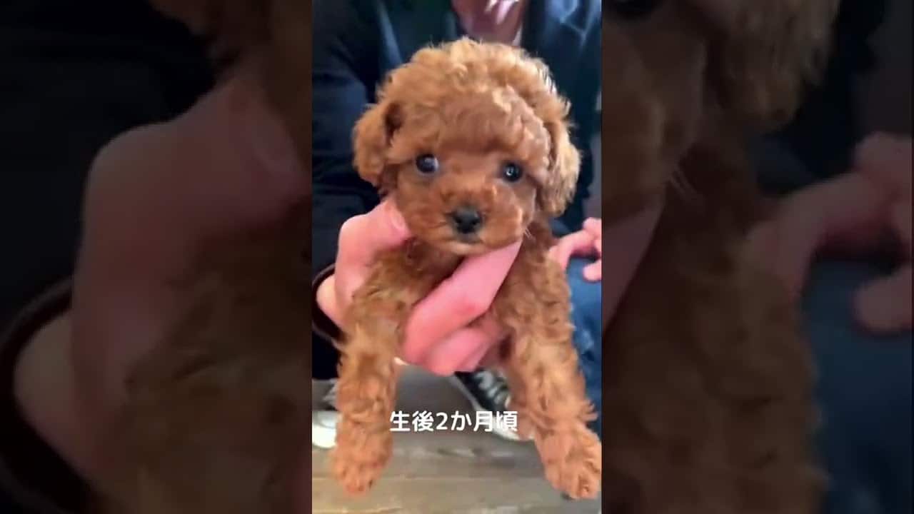 手に乗るサイズのトイプードル Shorts トイプードル こいぬ 動物 犬 猫 他色々 まとめ動画