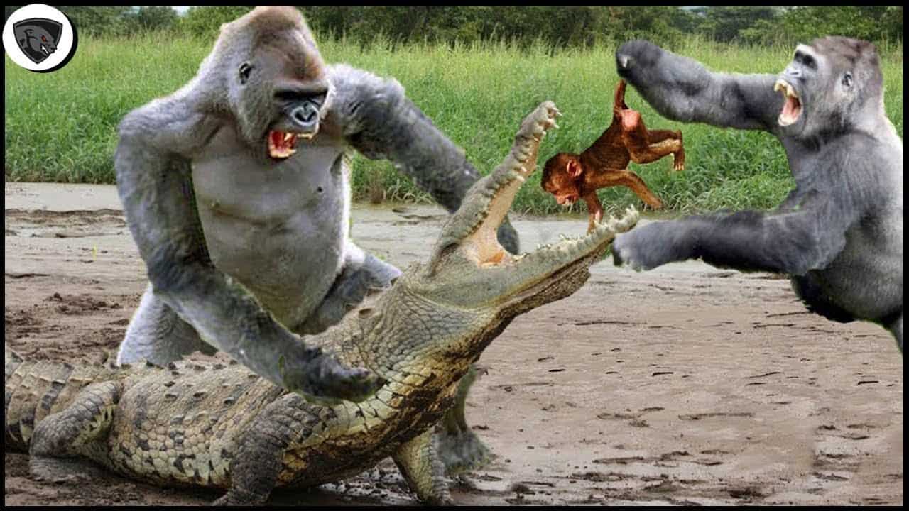 巨大な戦い 母猿はワニの鋭い歯から赤ちゃんの命を取り戻す 動物 犬 猫 他色々 まとめ動画