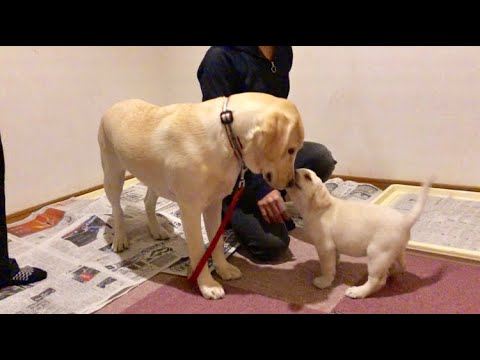 初めまして これから宜しく ラブラドールレトリバー子犬 動物 犬 猫 他色々 まとめ動画