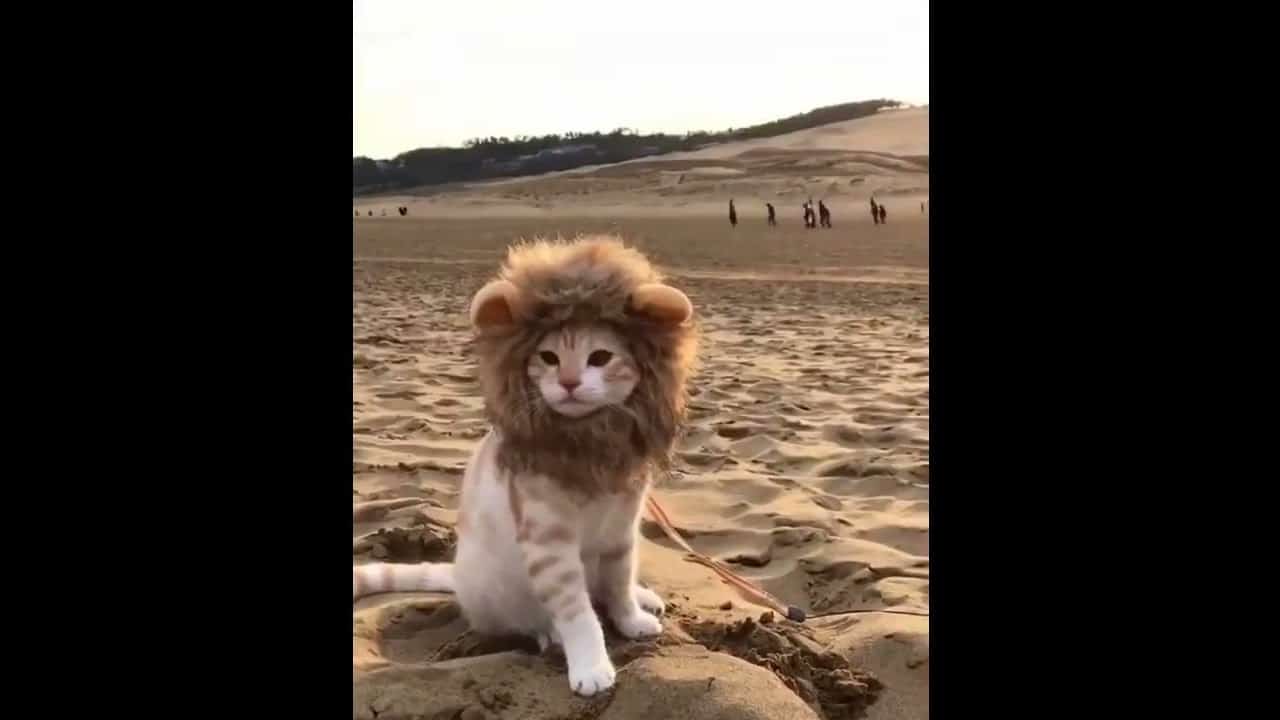 猫かわいい すごくかわいい子猫 最も面白い猫の映画17 110 021 動物 犬 猫 他色々 まとめ動画
