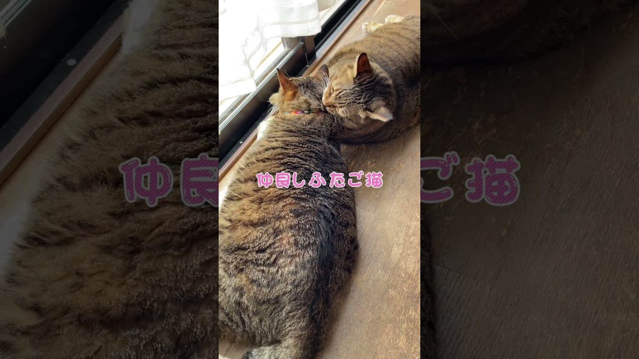 癒し猫 仲良しふたご猫 Shorts 猫おもしろ動画 猫癒し動画 猫おもしろ動画集 動物 犬 猫 他色々 まとめ動画 癒し猫 仲良しふたご猫 Shorts 猫おもしろ動画 猫癒し動画 猫おもしろ動画集 動物 犬 猫 他色々 まとめ動画