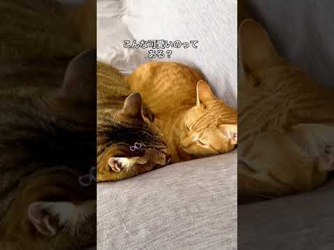 仲良し猫のまさかの展開 Shorts 猫おもしろ動画 猫癒し動画 猫おもしろ動画集 面白動画 動物 犬 猫 他色々 まとめ動画 仲良し猫のまさかの展開 Shorts 猫おもしろ動画 猫癒し動画 猫おもしろ動画集 面白動画 動物 犬 猫 他色々 まとめ動画