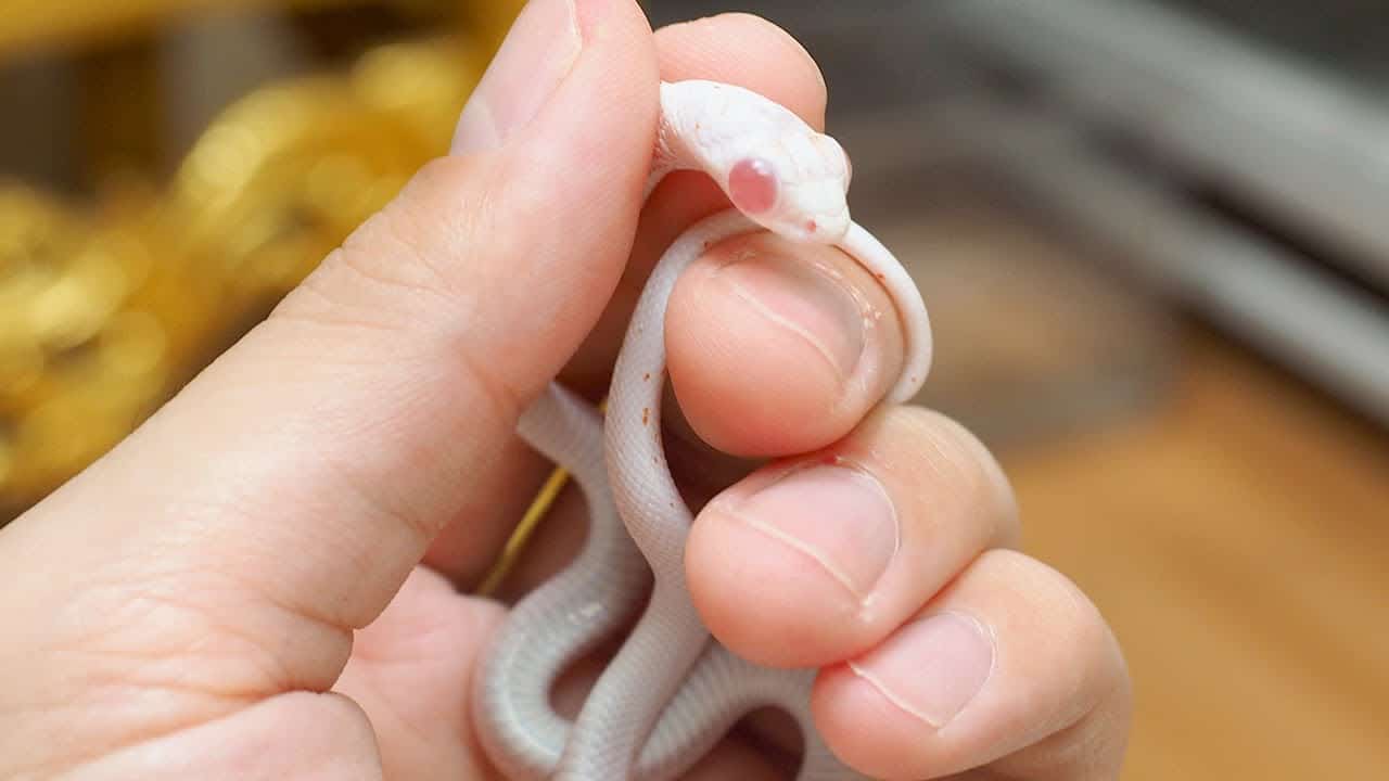 我が家のダントツでかわいいアルビノの子ヘビ 動物 犬 猫 他色々 まとめ動画