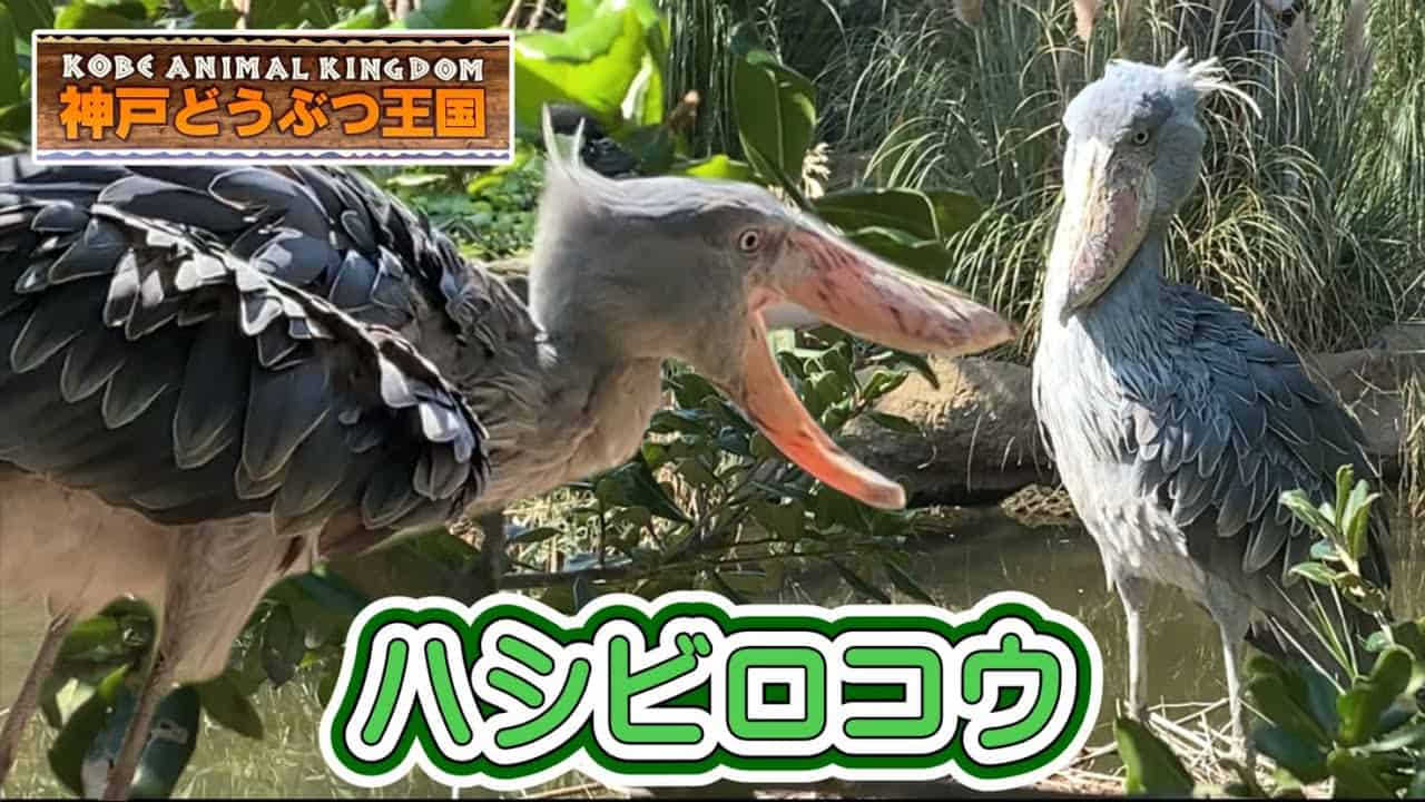 神戸どうぶつ王国 ハシビロコウ 動かない鳥として有名ですが この日はかなり動いてました カモ夫妻同士のケンカも一緒にご覧ください 動物 犬 猫 他色々 まとめ動画