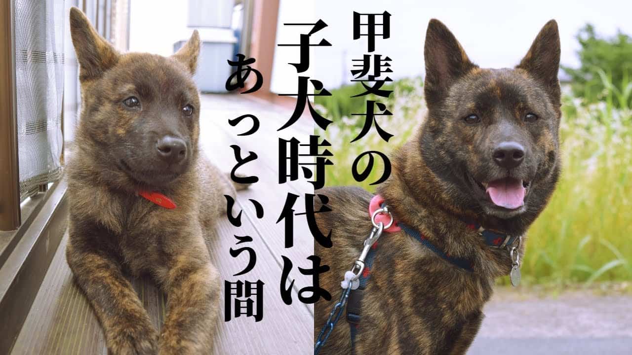 再アップ 甲斐犬ハルヱの子犬時代 まるで熊の子みたいで可愛いかったです 甲斐犬 柴犬 動物 犬 猫 他色々 まとめ動画