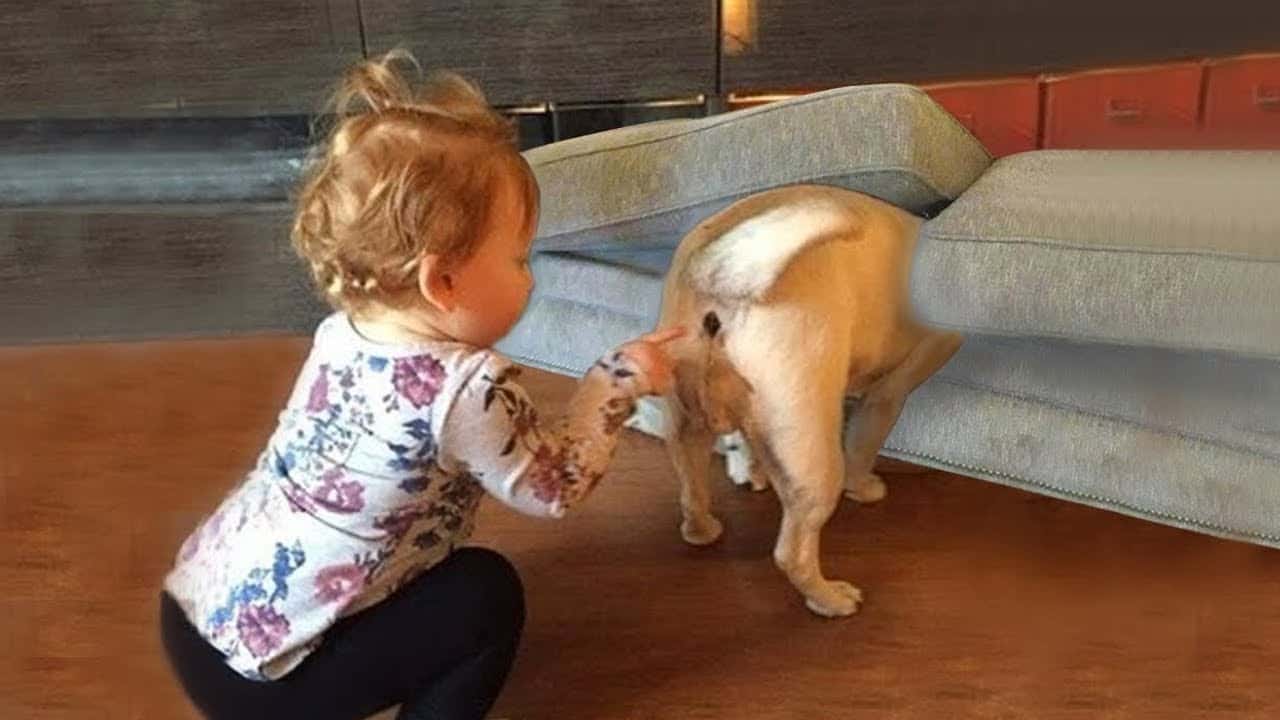 犬が赤ちゃんに教えてくれる驚くべき瞬間 かわいい犬 かわいい赤ちゃん 面白い赤ちゃんとペット 02 動物 犬 猫 他色々 まとめ動画