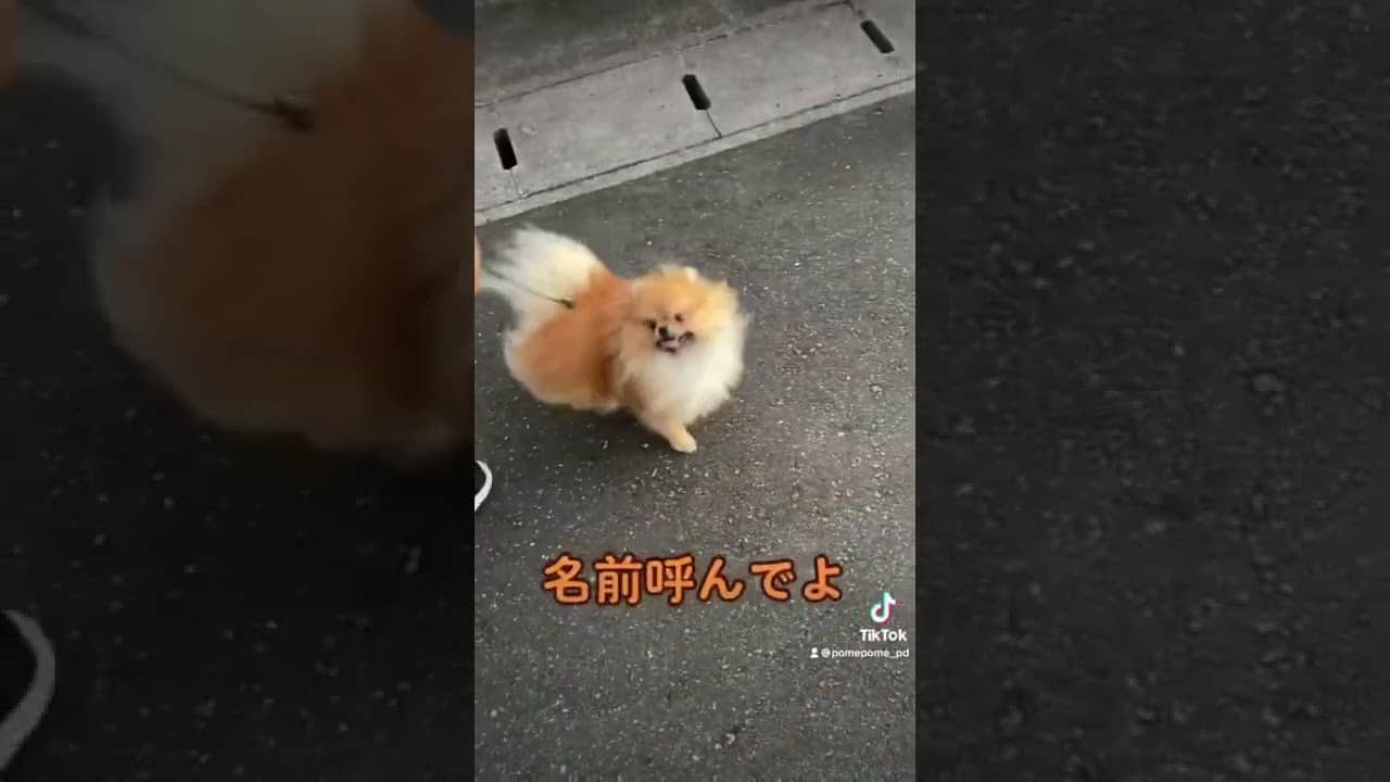 Shorts レオ かわいい いやし かわいい犬 小型犬 ポメラニアン 犬 小さい Tiktok Tiktokvideo 動物 犬 猫 他色々 まとめ動画