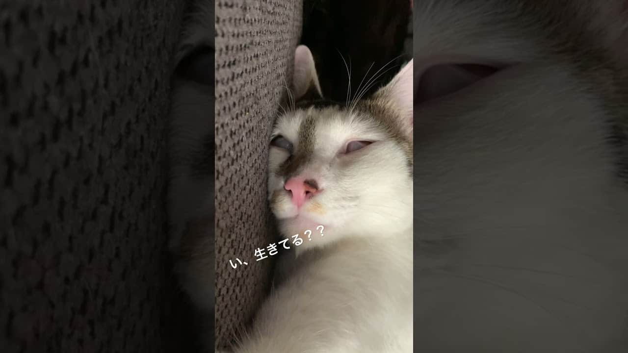 寝顔ブスランキング1位の猫はこちら 動物 犬 猫 他色々 まとめ動画 寝顔ブスランキング1位の猫はこちら 動物 犬 猫 他色々 まとめ動画