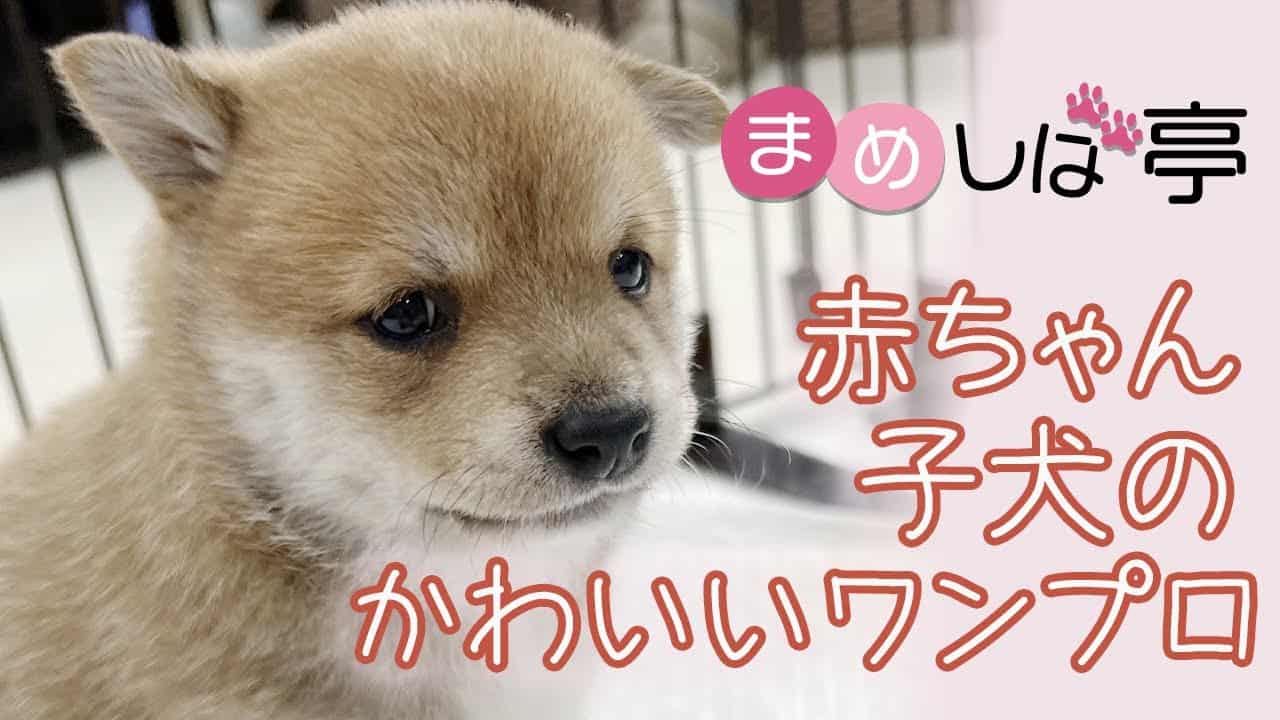 豆柴かわいい赤ちゃん 子犬のワンプロ 毎日ハッピーなまめしばおチビたちのブログ Vlog 豆柴 動物 犬 猫 他色々 まとめ動画
