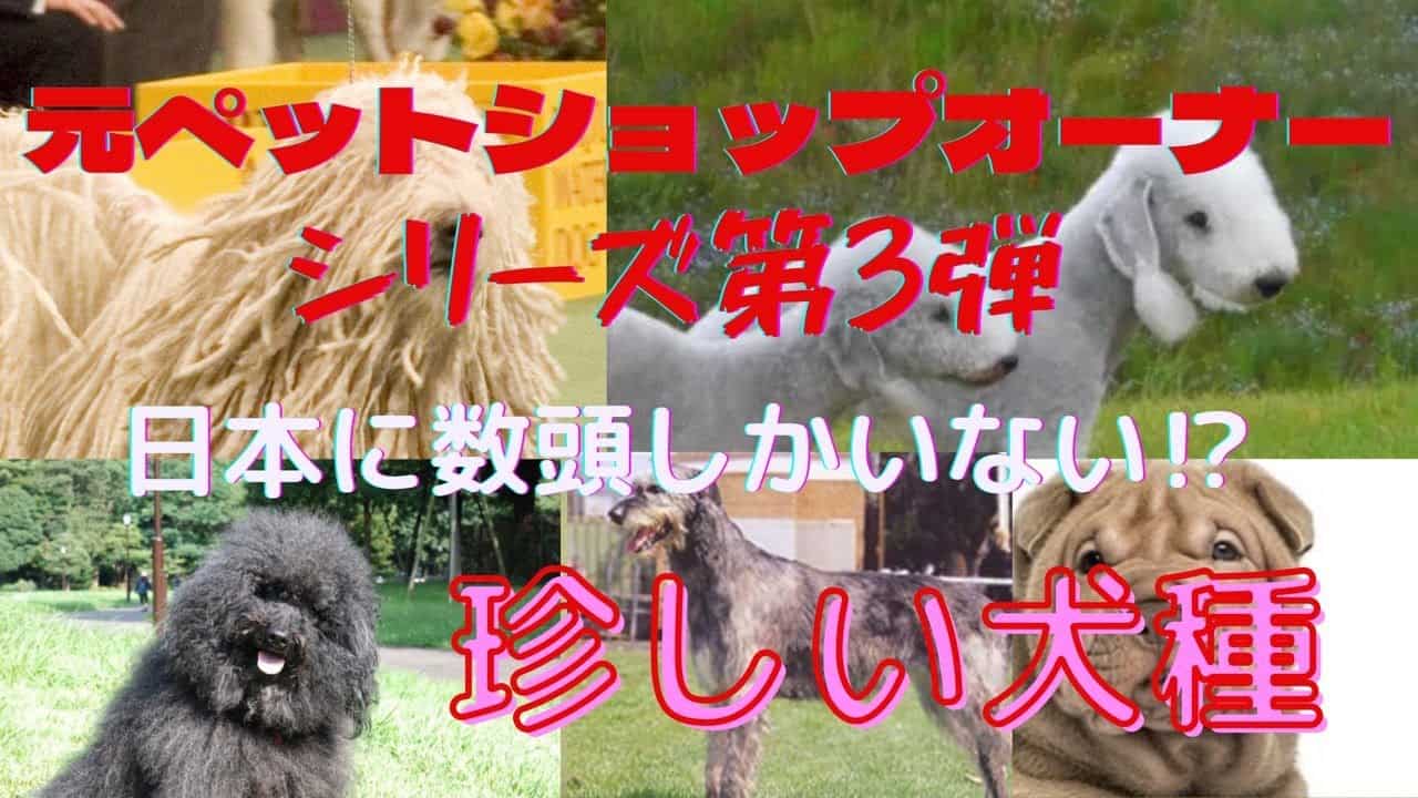 珍しい犬種 元ペットショップオーナーが分かりやすくナレーション入りでご紹介 またギネス公認最大犬 最小犬や昭和生まれにたまらない犬パトラッシュのモデル 動物 犬 猫 他色々 まとめ動画