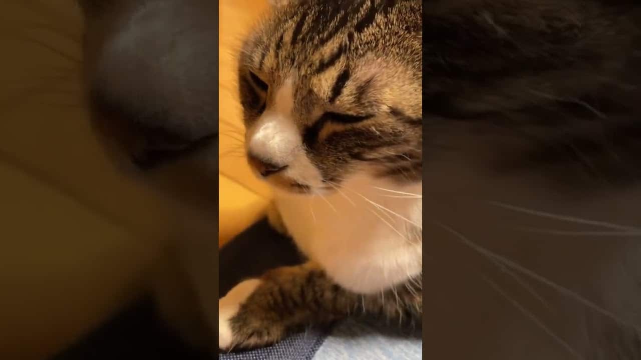 眠いのに話しかけたらブスすぎた猫 かわいい猫 キジトラ猫 ぶさかわ猫 Mybtstory 動物 犬 猫 他色々 まとめ動画 眠いのに話しかけたらブスすぎた猫 かわいい猫 キジトラ猫 ぶさかわ猫 Mybtstory 動物 犬 猫 他色々 まとめ動画