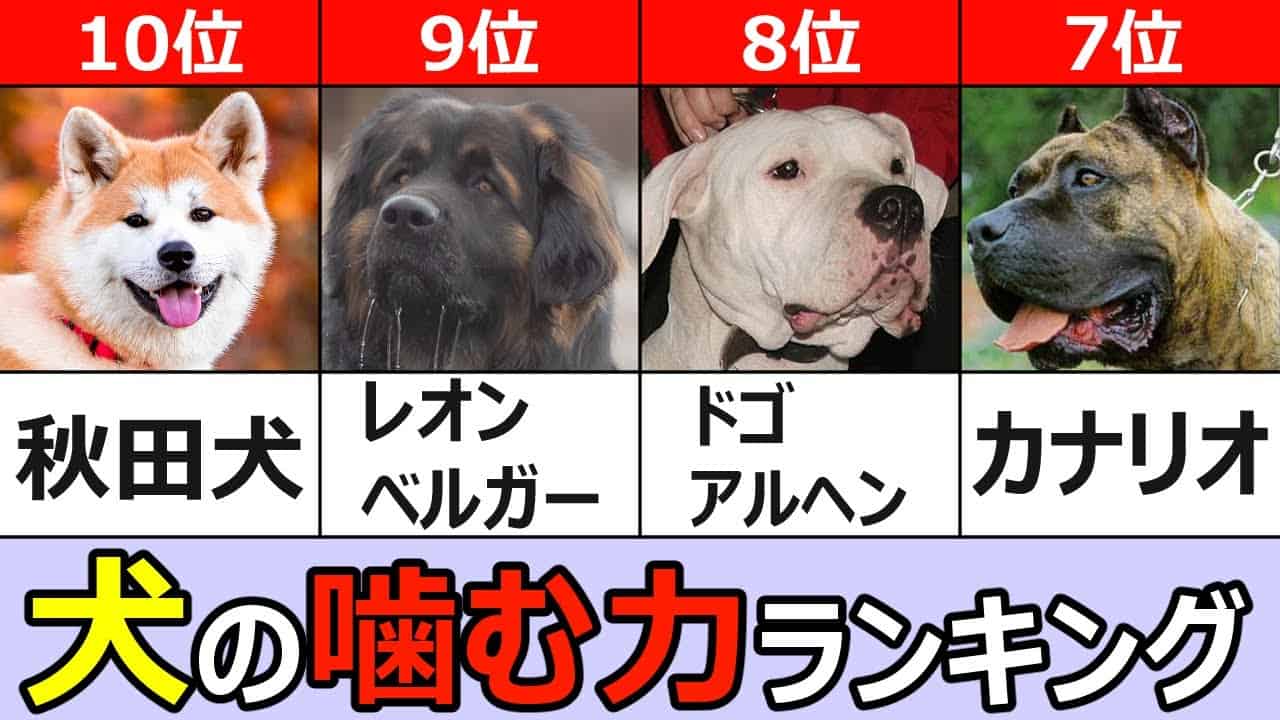 犬の咬合力ランキングtop10 動物 犬 猫 他色々 まとめ動画