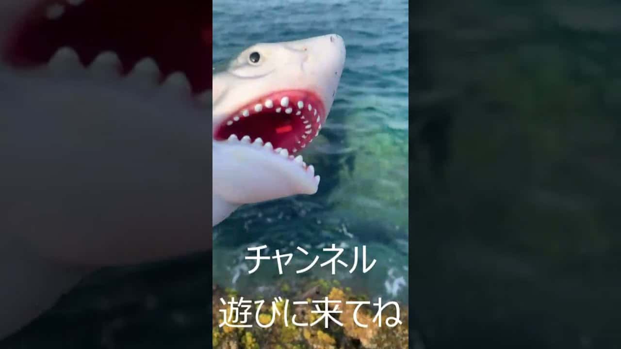 サメのジョージさん チョウチョウウオ 魚を逃がしてあげる Ania 動物 犬 猫 他色々 まとめ動画 サメのジョージさん チョウチョウウオ 魚を逃がしてあげる Ania 動物 犬 猫 他色々 まとめ動画