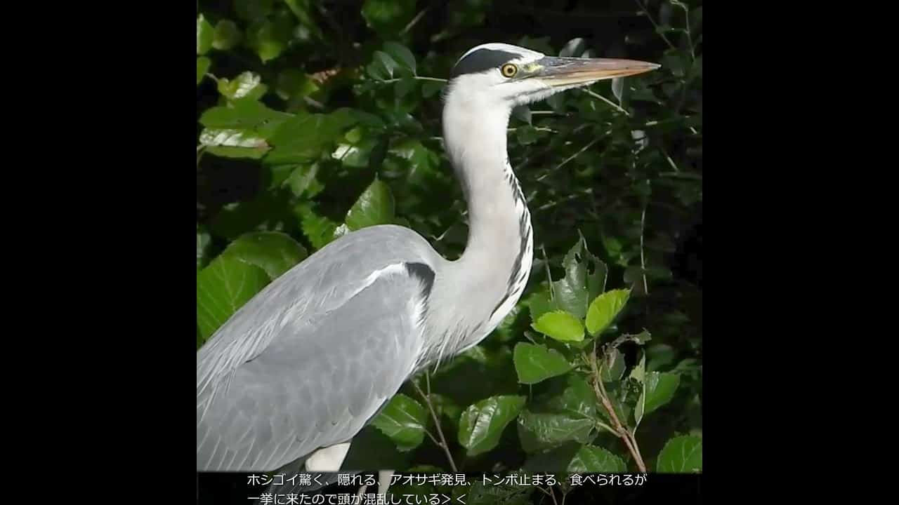 鳥の背中にトンボが止まった結果 鳥の捕食 動物 犬 猫 他色々 まとめ動画