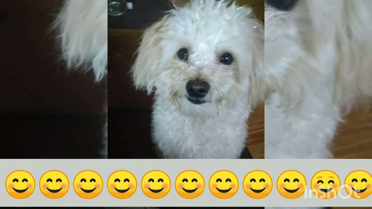 ぼぶ 犬 かわいいしゅんかん 動物 犬 猫 他色々 まとめ動画