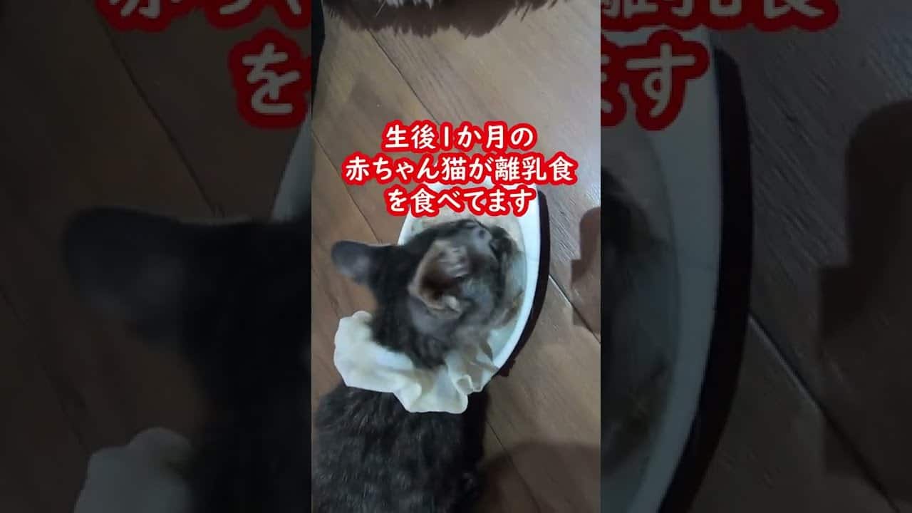 離乳食を食べる生後1か月の子猫と食後眠たい子猫の癒し動画 保護猫カフェウリエル 梅田 Kittens Eating Baby Food And Kittens After Eating 動物 犬 猫 他色々 まとめ動画