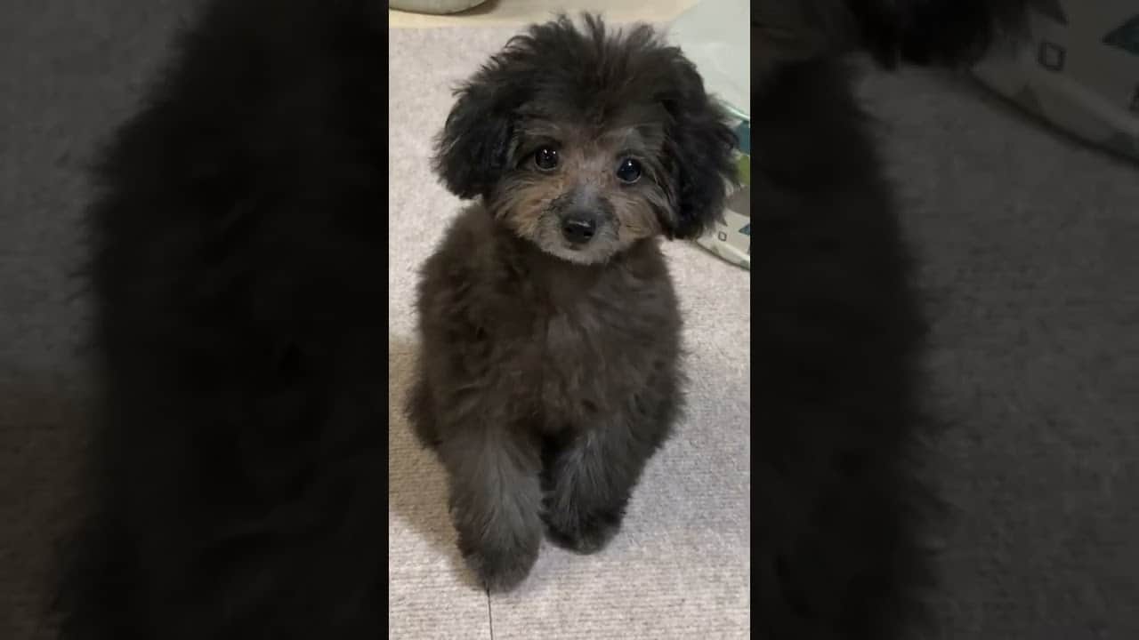 トイプードルシルバー子犬はじめてのトリミング The First Hair Cut Of Puppy Toy Poodle Silver Shorts 動物 犬 猫 他色々 まとめ動画