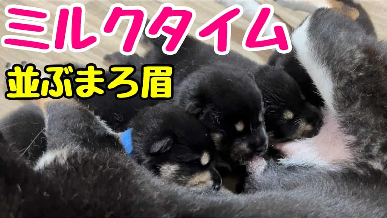 柴犬 子犬 授乳中に並ぶ麻呂眉が可愛すぎた 動物 犬 猫 他色々 まとめ動画