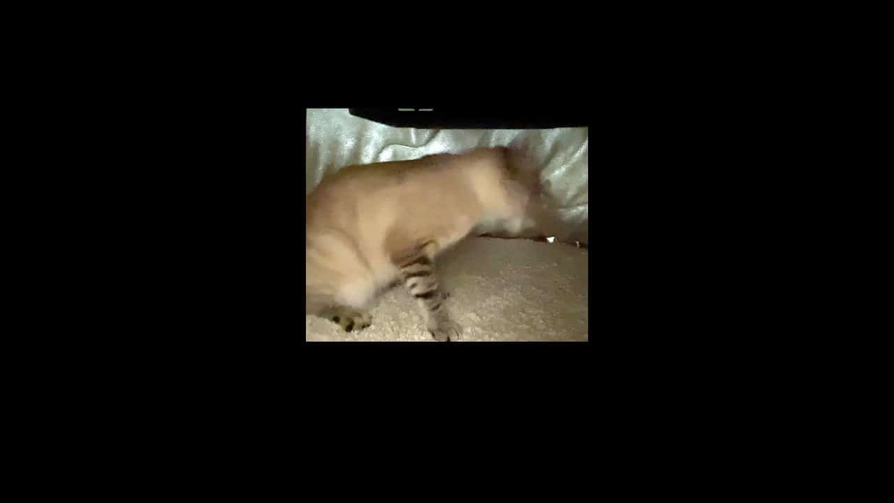 くしゃみが止まらない猫 Shorts 動物 犬 猫 他色々 まとめ動画