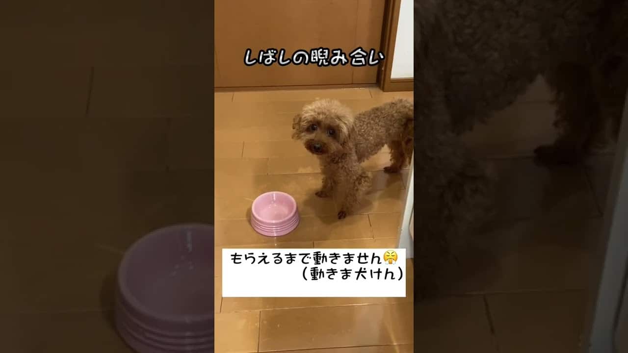トイプードル 動きま犬 粘れば貰えるねん Shorts トイプードル Dog 動物 犬 猫 他色々 まとめ動画
