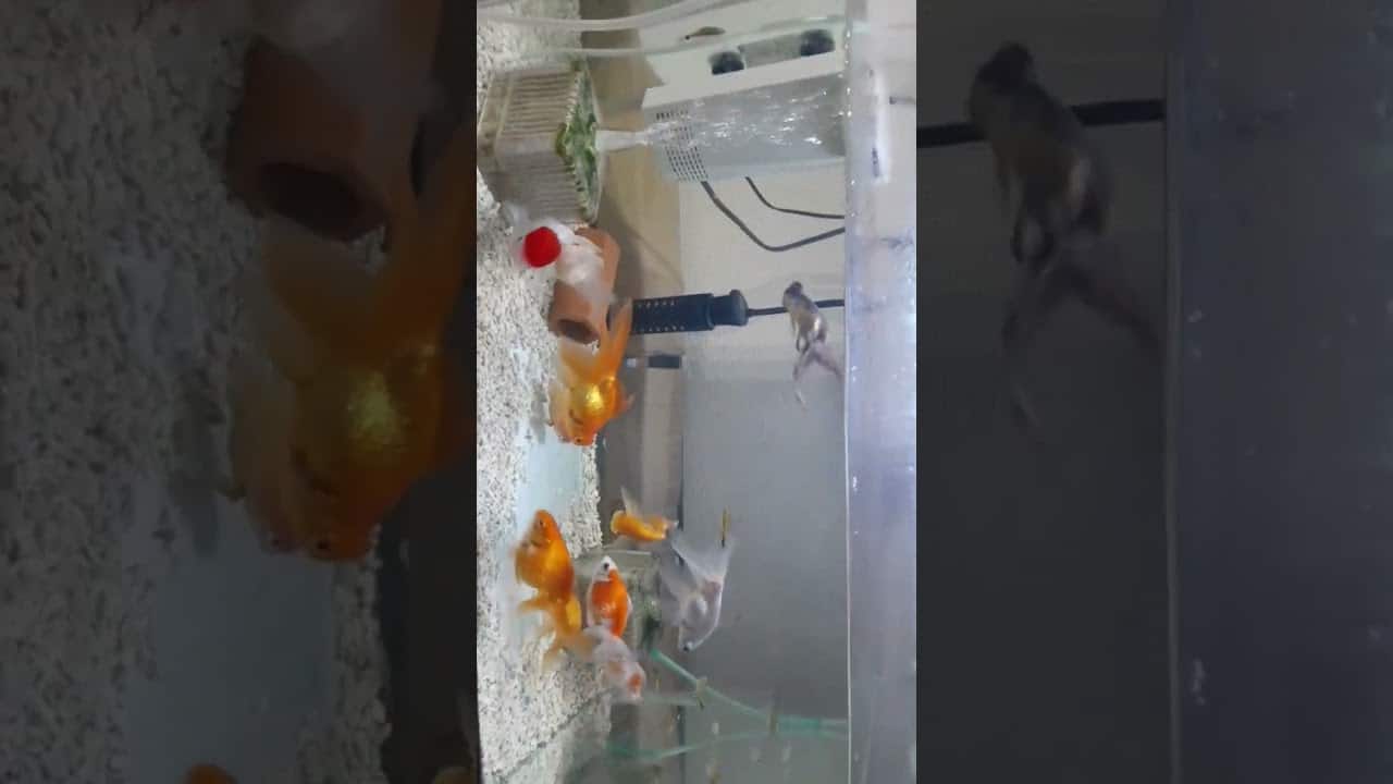 熱帯魚 金魚 混泳 動物 犬 猫 他色々 まとめ動画