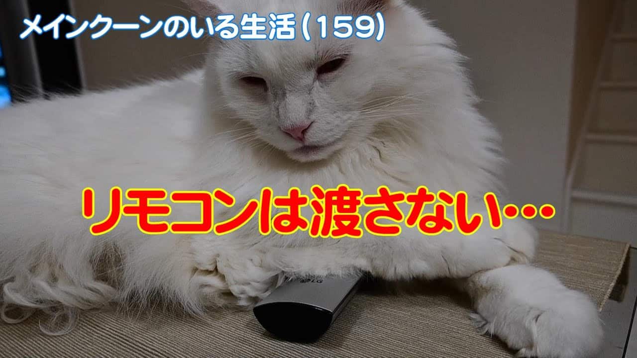 メインクーンのいる生活159 でか猫との攻防戦 動物 犬 猫 他色々 まとめ動画