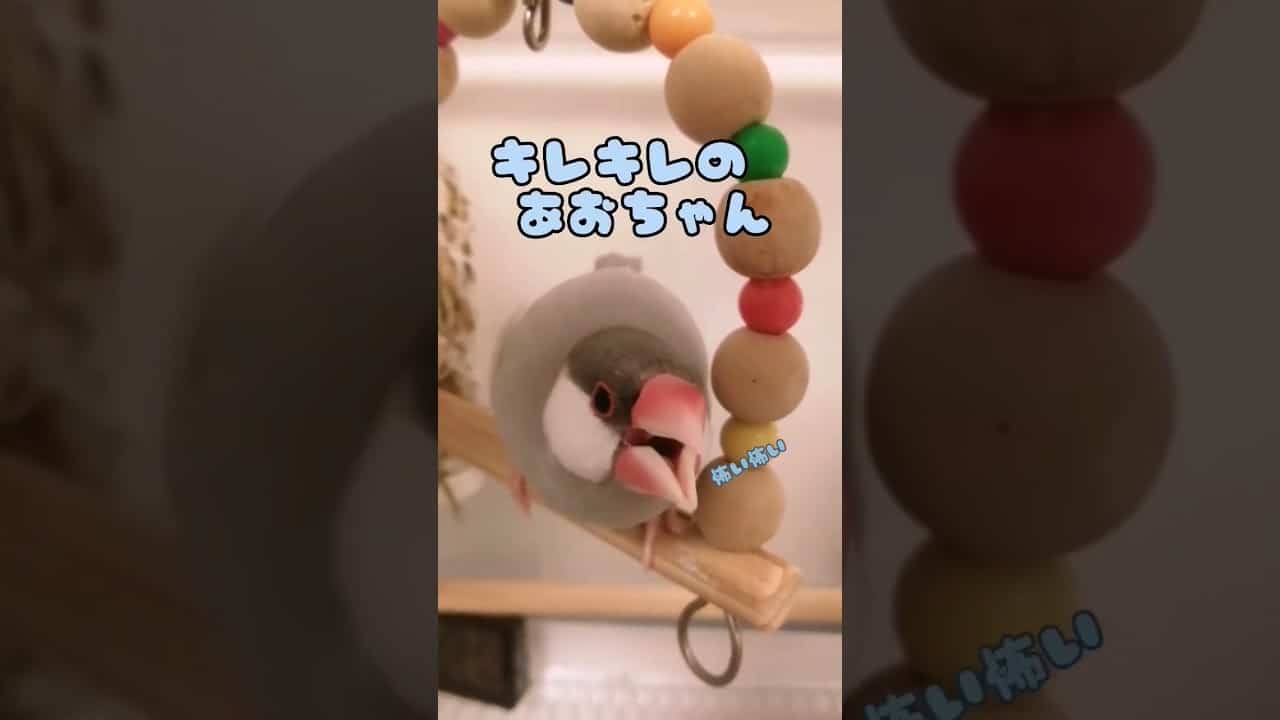 キレキレの文鳥あおちゃん 文鳥 激おこ 鳥 可愛い シルバー文鳥 怒る 動物 犬 猫 他色々 まとめ動画