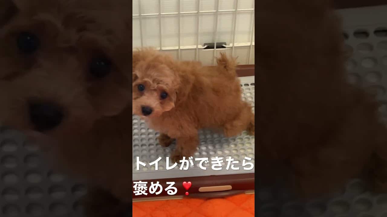 普段の様子 近くにいるので トイレができたら褒めます 褒めて伸ばす 動物 犬 猫 他色々 まとめ動画