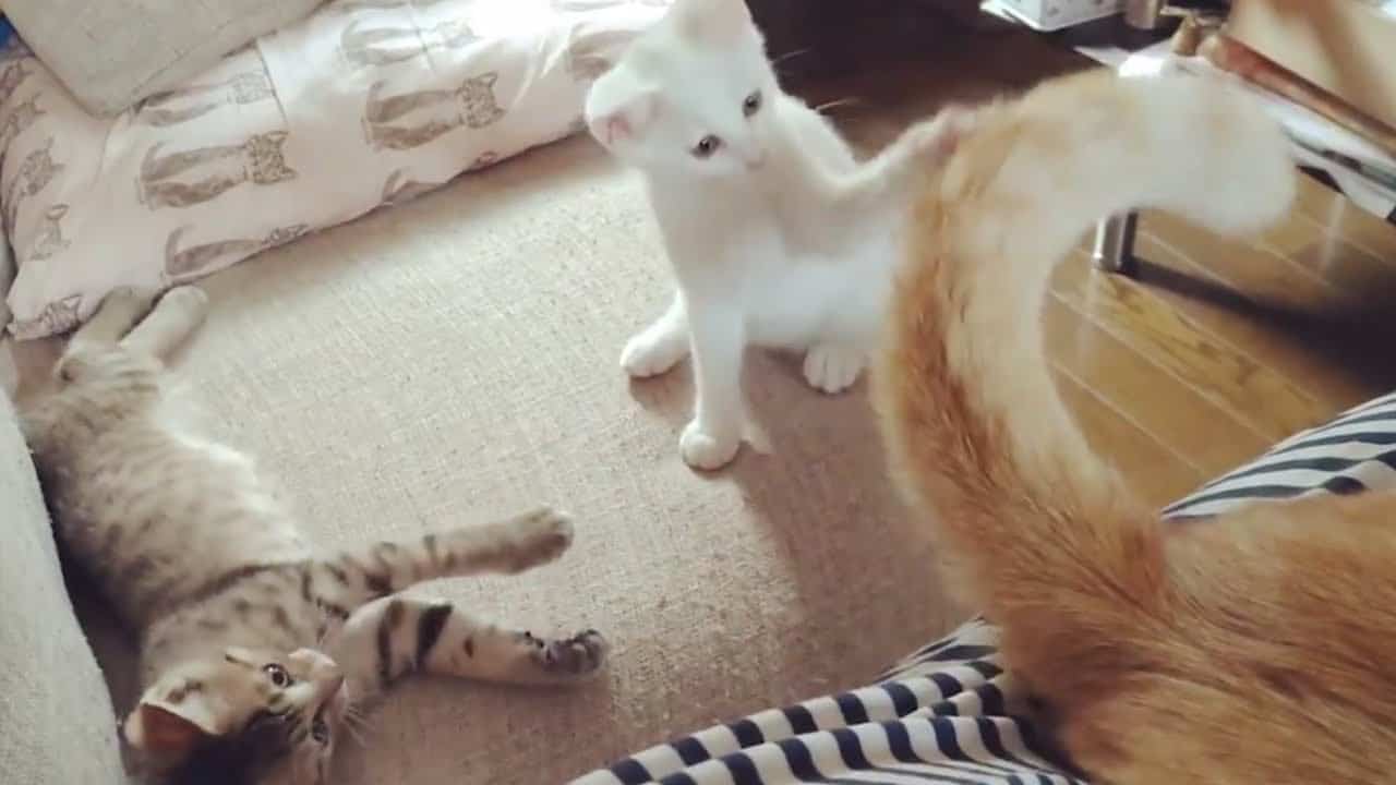 癒される 可愛い猫ちゃん おもしろ猫ちゃん大集合 動物 犬 猫 他色々 まとめ動画