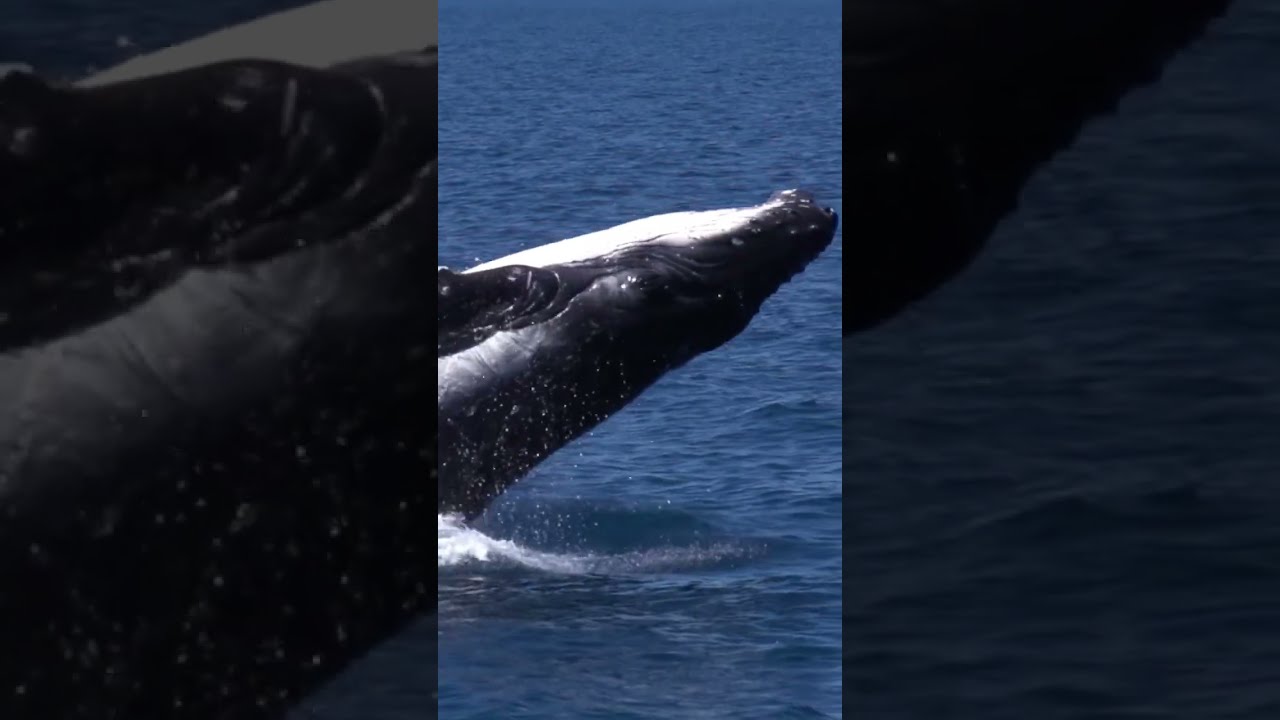 かわいい動物たち29 シロナガスクジラ Shorts 癒し 面白い クジラ かわいい動物たちベスト30 のyoutube Urlはコメント欄 動物 犬 猫 他色々 まとめ動画