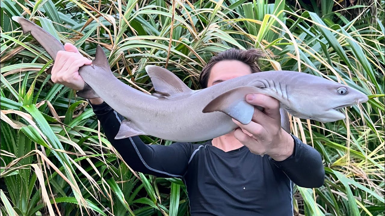 磯に潜む巨大サメやドリーを取って食う 動物 犬 猫 他色々 まとめ動画 磯に潜む巨大サメやドリーを取って食う 動物 犬 猫 他色々 まとめ動画