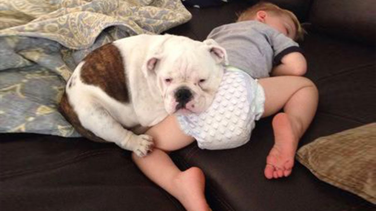 赤ちゃんと犬 動物 犬 猫 他色々 まとめ動画