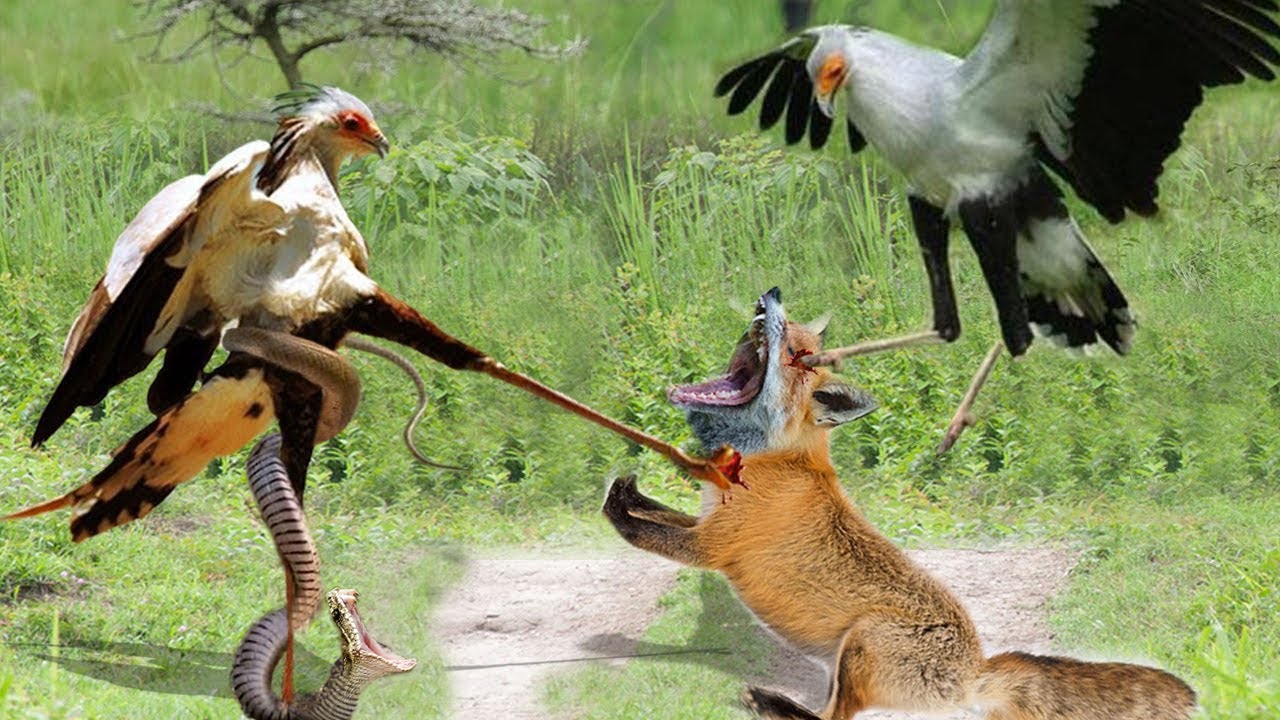 信じられない! 秘書の鳥は彼の最高のテクニックを使ってキツネ、ヘビを狩る. | 動物(犬・猫 他色々)【まとめ動画】