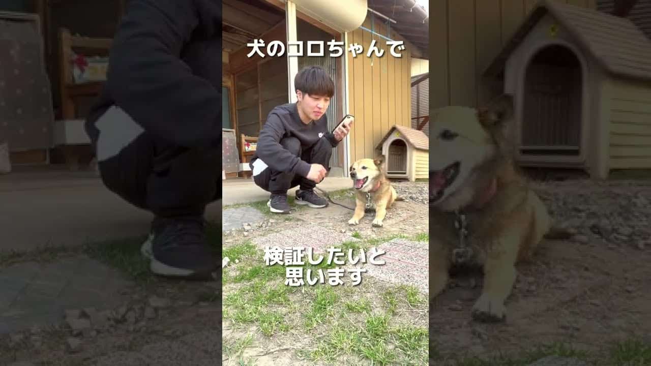 犬の鳴き声をなかやまきんに君にしても違和感ない説www Shorts 芸能タレント 声優 動画まとめ
